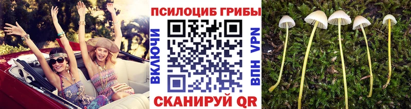 Псилоцибиновые грибы Magic Shrooms  это телеграм  Гусь-Хрустальный  цены наркотик  гидра как зайти 